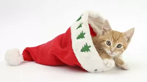 Ginger kitten, age 8 weeks, in Father Christmas hat
