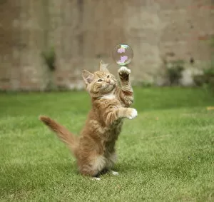 Images Dated 7th June 2011: Ginger kitten on grass swiping at a soap bubble