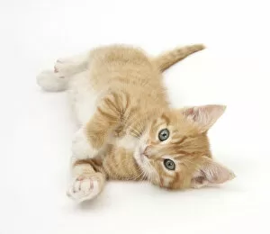 Ginger kitten rolling on his back