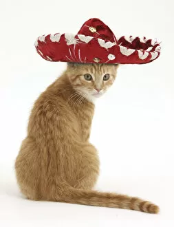 Images Dated 26th June 2009: Ginger kitten, Tom, 3 months, looking over his shoulder, wearing a Sombrero hat