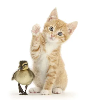 Ginger kitten, Tom, age 8 weeks reaching up a paw with a mallard duckling in front