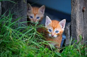 Ginger Kittens (Felis catus) in garden. France, September