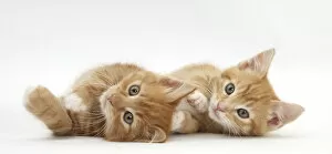 Two ginger kittens lying on their sides