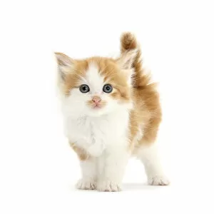 Domestic Animal Collection: Ginger and white kitten looking at camera