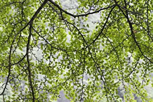 2019 April Highlights Gallery: Ginkgo tree (Ginkgo biloba) Tangjiahe National Nature Reserve, Sichuan, China