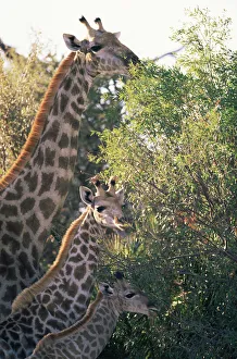 Images Dated 15th March 2006: Giraffe family feeding {Giraffa camelopardalis} Moremi Reserve, Botswana