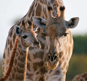 Giraffe (Giraffa camelopardalis) female bending down to calf, Okavango Delta, Botswana