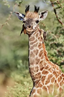 Giraffe (Giraffa camelopardalis angolensis) calf, aged 6 weeks, with two Yellow-billed oxpeckers (Buphagus africanus)
