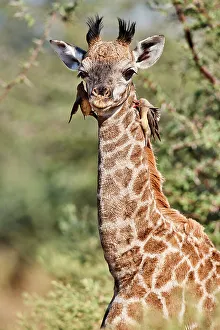 Animal Markings Prints: Giraffe (Giraffa camelopardalis angolensis) calf
