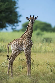 Baby Animals Collection: Giraffe (Giraffa camelopardalis) baby, Marakele Private Reserve, Waterberg Biosphere Reserve