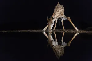 Giraffe (Giraffa camelopardalis) drinking at night, Zimanga private game reserve