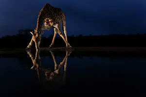 Giraffe Prints: Giraffe (Giraffa camelopardalis) drinking at waterhole at night