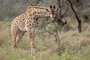 Giraffe Prints: Giraffe (Giraffa camelopardalis) feeding on vegetation, Zimanga game reserve, South Africa