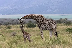Animal Markings Prints: Giraffe (Giraffa camelopardalis) female