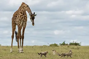 Cheetah Prints: Giraffe (Giraffa camelopardalis) looking down at Cheetah (Acinonyx jubatus) female resting on grass with three cubs