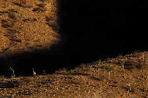 Giraffe (Giraffa camelopardalis) in mountainous habitat, Brandberg, Erongo, Namibia
