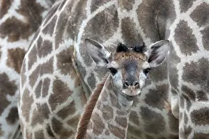 Animal Markings Prints: Giraffe (Giraffa camelopardalis) newborn calf