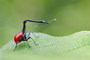 Giraffe Necked Weevil (Trachelophorus giraffa) male on leaf of Dichaetanthera cordifolia