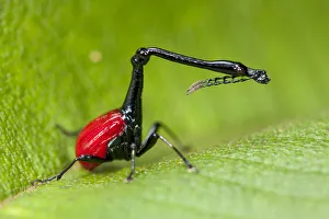 Red Prints: Giraffe necked weevil {Trachelophorus giraffa} male on leaf of host plant (Dichaetanthera