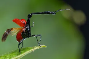 Giraffe weevil (Trachelophorus giraffa) Andasibe-Mantadia National Park, Moramanga, Madagascar