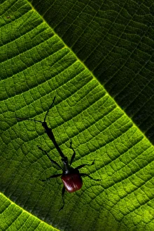 Giraffe weevil (Trachelophorus giraffa) Andasibe-Mantadia National Park, Moramanga, Madagascar