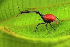 Giraffe weevil (Trachelophorus giraffa) male, resting on a leaf, Andasibe-Mantadia National Park, Madagascar