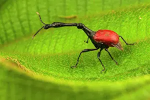 Giraffe weevil (Trachelophorus giraffa) male standing on leaf, Andasibe-Mantadia National Park, Madagascar