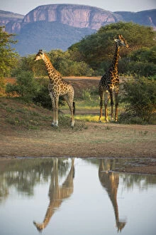 Two Giraffes (Giraffa camelopardalis) by water with reflections, Marataba, Marakele National Park