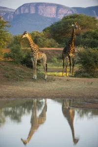 Two Giraffes (Giraffa camelopardalis) by water with reflections, Marataba, Marakele National Park Two Giraffes (Giraffa camelopardalis) by water with reflections, Marataba, Marakele National Park