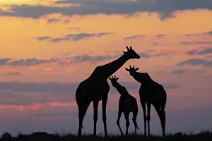 Giraffe Prints: Three Giraffes (Giraffa camelopardalis) silhouetted at sunset