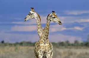 Giraffes (one or two?) {Giraffa camelopardalis} Etosha NP, Namibia. Double headed