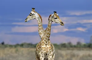 Giraffes (one or two?) {Giraffa camelopardalis} Etosha NP, Namibia. Double headed