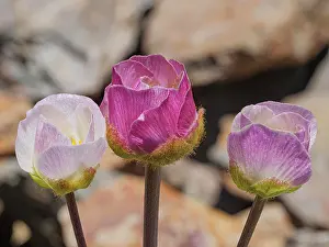 Ranunculaceae Prints: Glacier buttercups (Ranunculus glacialis) in flower on mountainside