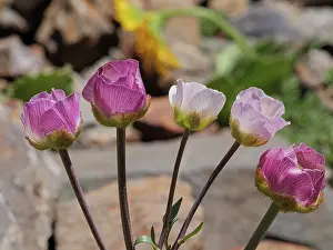 Ranunculaceae Prints: Glacier buttercups (Ranunculus glacialis) in flower on mountainside