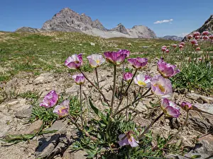 Ranunculaceae Prints: Glacier buttercups (Ranunculus glacialis) in flower on mountainside