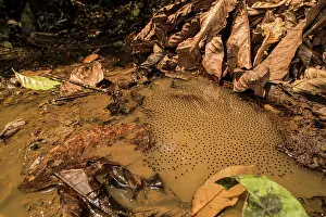 Hylidae Prints: Gladiator frog (Boana sp.) spawn in pool, Los Amigos Biological Station, Peru