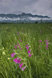 Images Dated 24th June 2009: Gladiolus (Gladiolus sp) plants flowering in meadow, Liechtenstein, June 2009