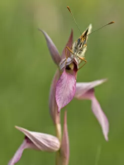 Glanville fritillary butterfly (Melitaea cinxia) on Tongue orchid (Serapias sp) Pollino