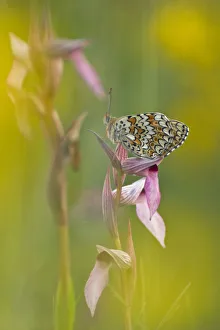 Images Dated 29th May 2009: Glanville fritillary butterfly (Melitaea cinxia) on Tongue orchid (Serapias sp) Pollino