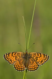 Italy Prints: Glanville fritillary butterfly (Melitaea cinxia) on blade of grass, Pollino National Park