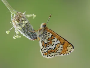 Papilionoidea Prints: Glanville fritillary butterfly (Melitaea cinxia) roosting on larval foodplant Ribwort plantain