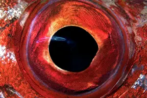 Eyes Prints: Glass bigeye (Heteropriacanthus cruentatus) eye detail