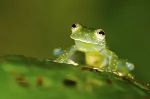Apprehensive Gallery: Glass Frog (Cochranella mache) portrait, Ecuador, Endangered species