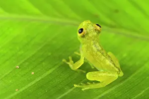 Centrolenidae Prints: Glass frog (Hyalinobatrachium sp.) juvenile, sitting on leaf and looking up, Panama