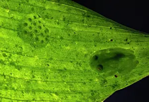 Protector Prints: Glass frog (Hyalinobatrachium viridissimum) male