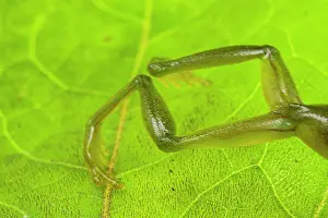 Centrolenidae Prints: Glass frog (Rulyrana spiculata) jumping out of frame, Peru