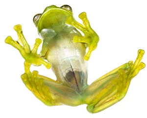 Glass frog (Rulyrana spiculata) ventral / underside view, Cosnipata Valley, Peru