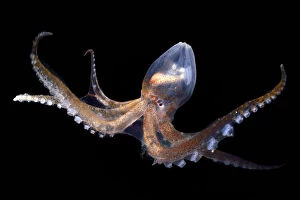Black Background Gallery: Glass octopus (Vitreledonella richardi). deep sea species from Atlantic Ocean off Cape Verde