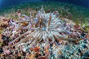 Croatia Prints: Glass shrimp (Periclimenes scriptus) on Sand anemone (Condylactis aurantiaca)