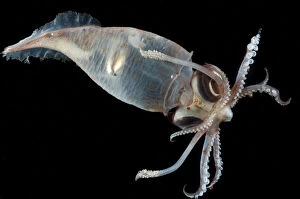 Deep Sea Gallery: Glass squid {Teuthowenia megalops}, Mid-Atlantic Ridge, North Atlantic Ocean